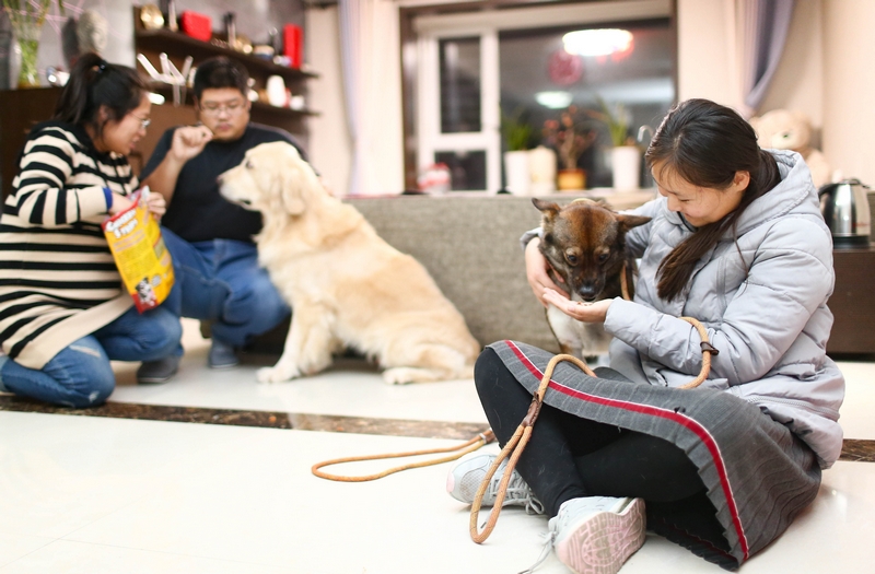 90后女孩為流浪動物搭建愛的
