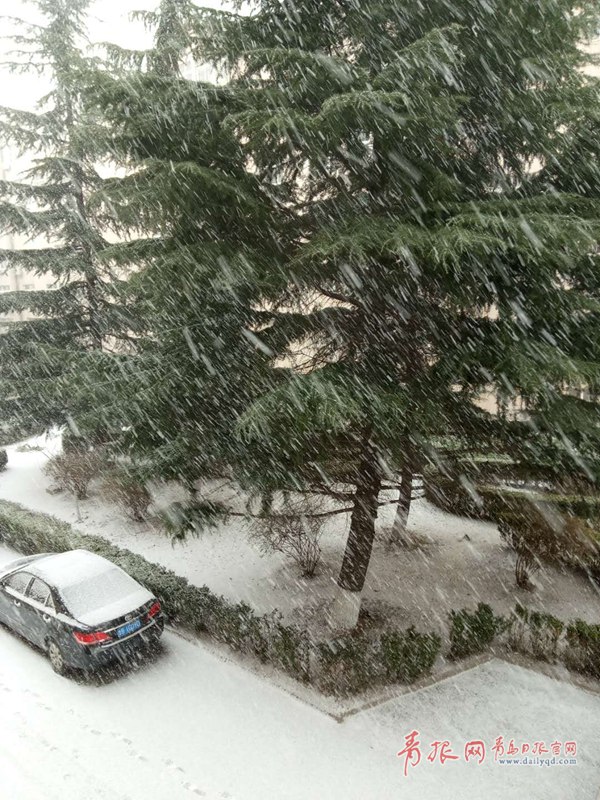 青島今天又下雪啦！最新一波雪景出爐