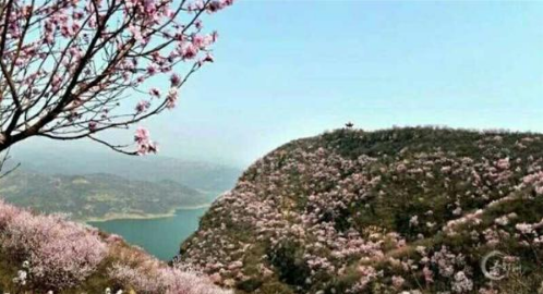 2018洛陽荊紫仙山第四屆桃花節新聞發布會在鄭州舉行