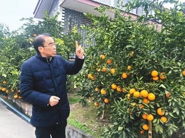 范敬超和他的果園。
