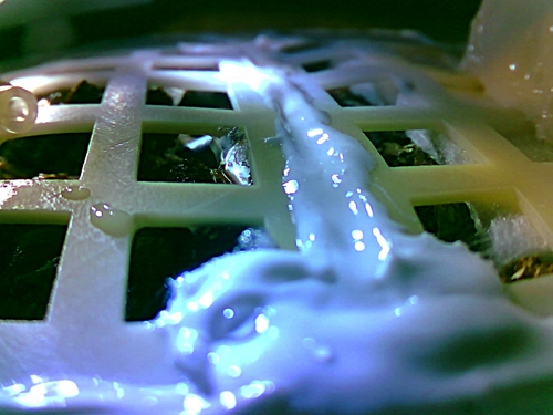 嫦娥四號載荷中的棉花種子發(fā)芽