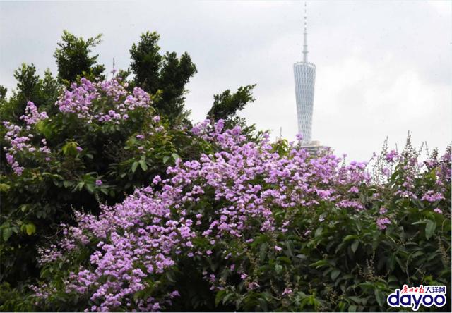 廣州城區(qū)道路兩旁大葉紫薇盛情綻放