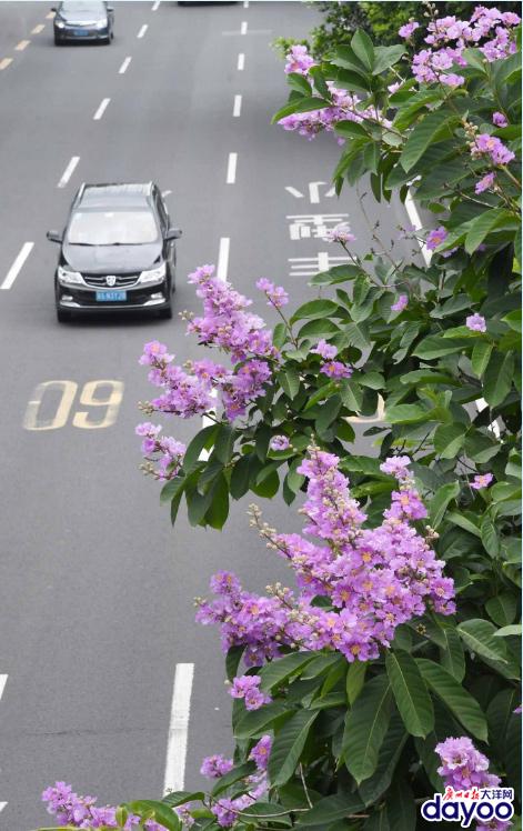 廣州城區(qū)道路兩旁大葉紫薇盛情綻放