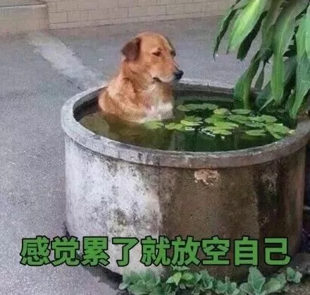 勵志文案：母雞就要多學習，不然會變老母雞！