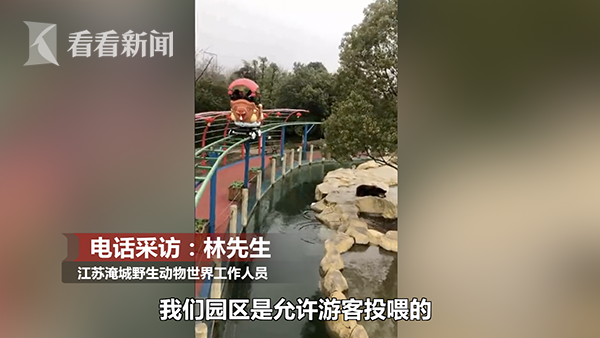 最貴投喂！游客誤將iPhone當蘋果投喂棕熊