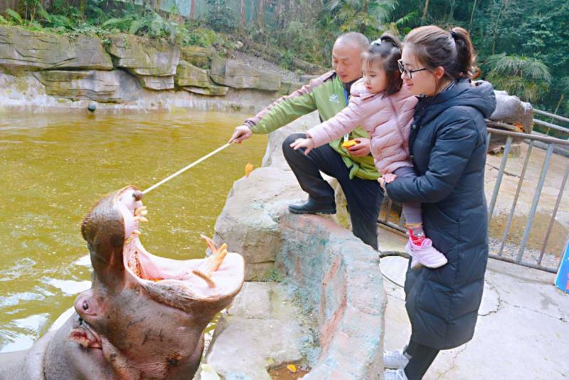 雨城區(qū)2019年春節(jié)假日旅游興盛迎來(lái)豬年